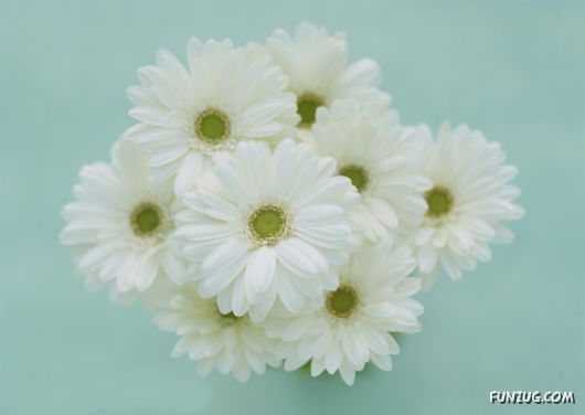 Click to Enlarge - Beautiful Colorful Flowers Wallpapers