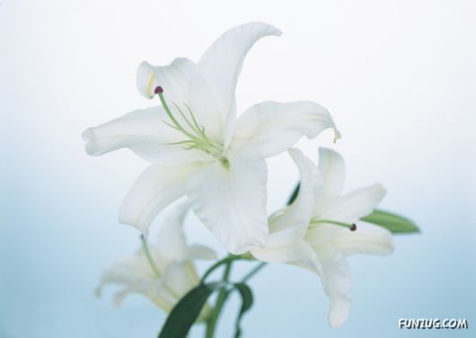 Click to Enlarge - Beautiful Colorful Flowers Wallpapers