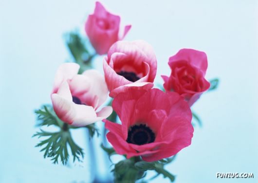 Click to Enlarge - Beautiful Colorful Flowers Wallpapers