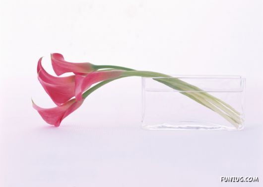 Click to Enlarge - Beautiful Colorful Flowers Wallpapers