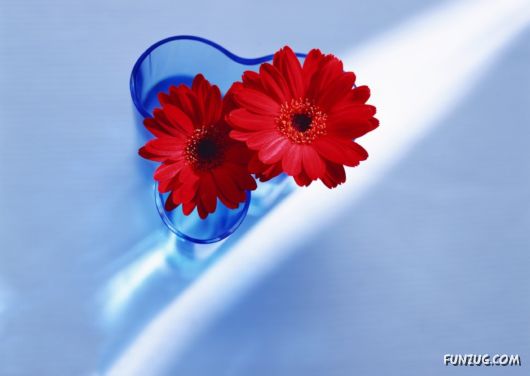 Click to Enlarge - Beautiful Colorful Flowers Wallpapers