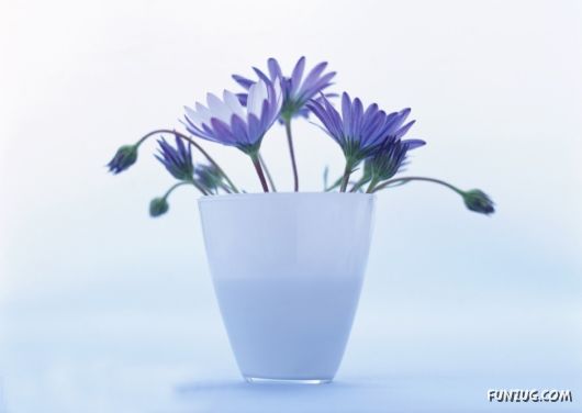 Click to Enlarge - Beautiful Colorful Flowers Wallpapers