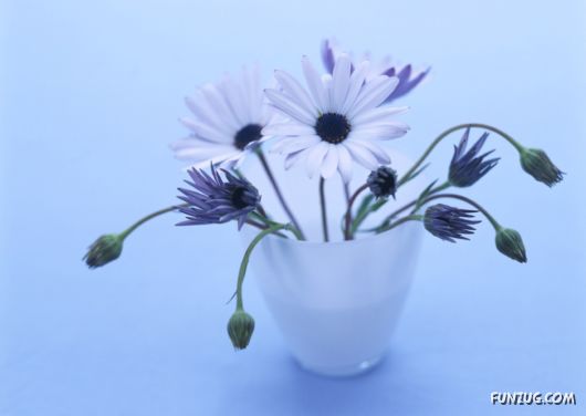 Click to Enlarge - Beautiful Colorful Flowers Wallpapers