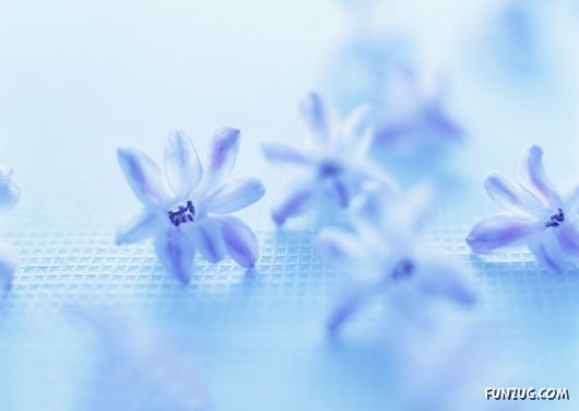 Click to Enlarge - Beautiful Colorful Flowers Wallpapers