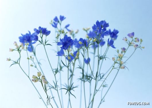 Click to Enlarge - Beautiful Colorful Flowers Wallpapers