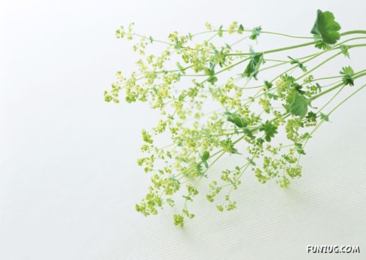 Click to Enlarge - Beautiful Colorful Flowers Wallpapers