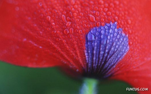 Beautiful HQ Red Wallpapers