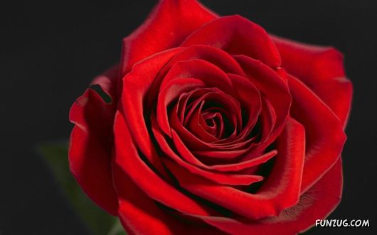 Beautiful HQ Red Wallpapers