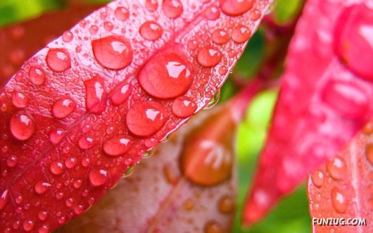 Beautiful HQ Red Wallpapers