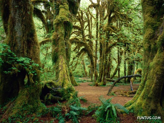 Click to Enlarge -Magical Earth Beautiful Wallpapers