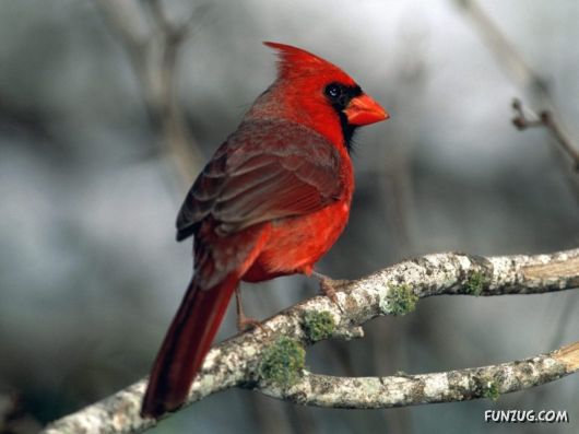 Beautiful Wild Song Birds