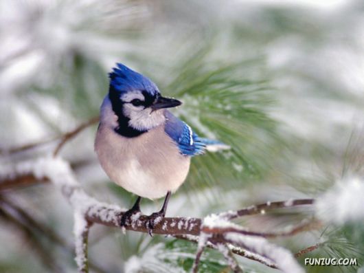 Beautiful Wild Song Birds
