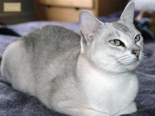 The Various Types Of Cat Breeds