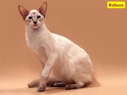 The Various Types Of Cat Breeds