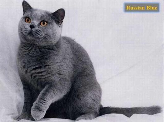 The Various Types Of Cat Breeds