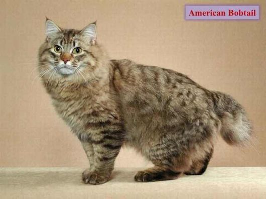 The Various Types Of Cat Breeds