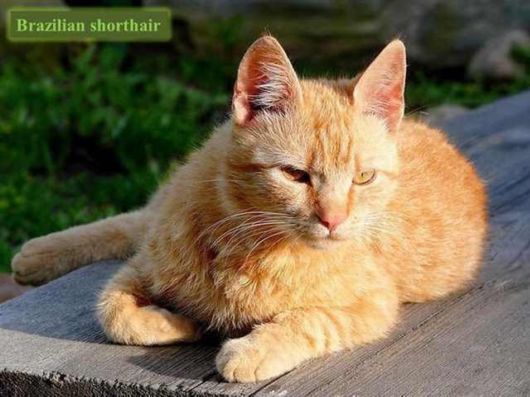 The Various Types Of Cat Breeds