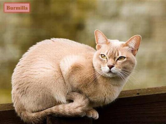 The Various Types Of Cat Breeds
