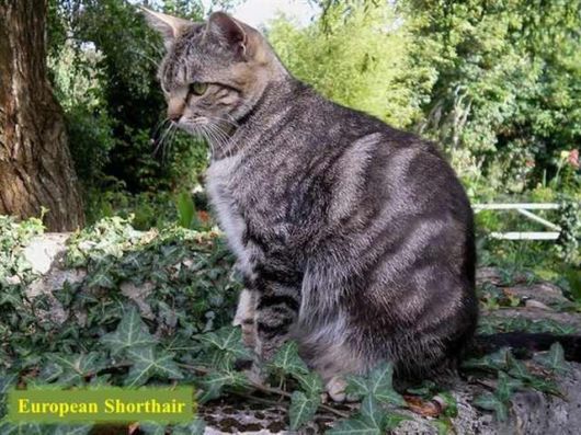 The Various Types Of Cat Breeds