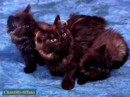 The Various Types Of Cat Breeds