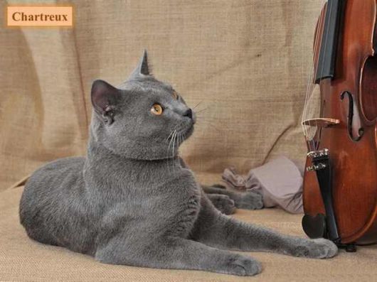 The Various Types Of Cat Breeds
