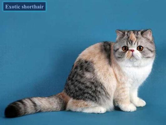 The Various Types Of Cat Breeds