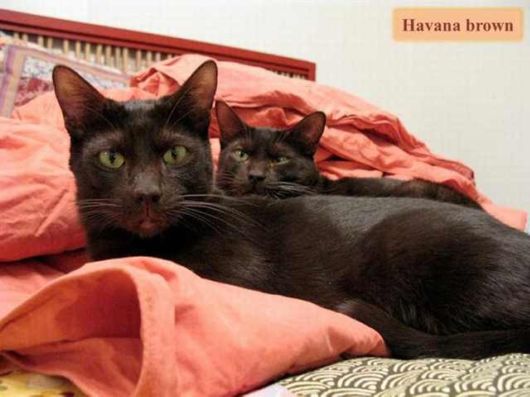 The Various Types Of Cat Breeds