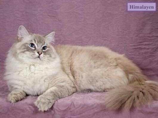 The Various Types Of Cat Breeds