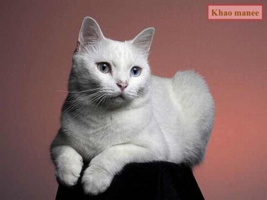 The Various Types Of Cat Breeds