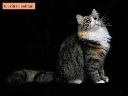 The Various Types Of Cat Breeds