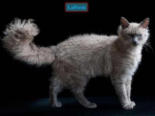 The Various Types Of Cat Breeds