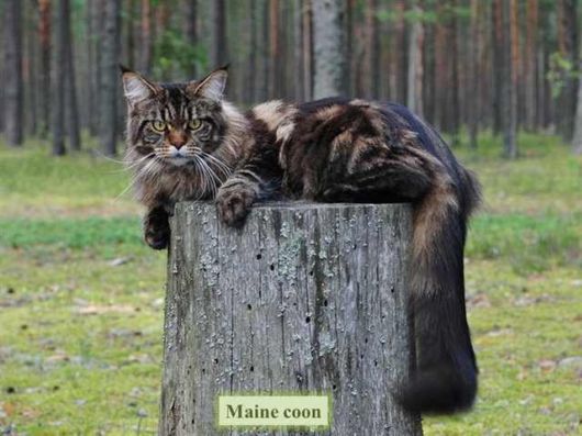 The Various Types Of Cat Breeds