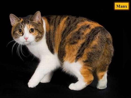 The Various Types Of Cat Breeds
