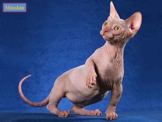 The Various Types Of Cat Breeds