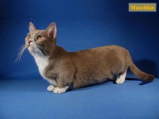 The Various Types Of Cat Breeds