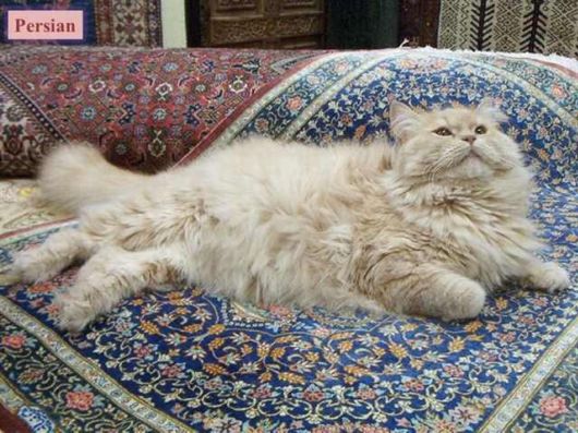 The Various Types Of Cat Breeds