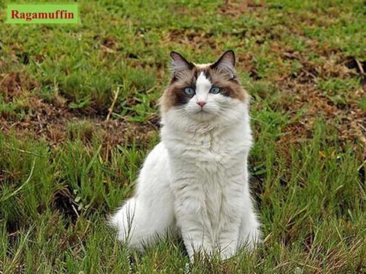 The Various Types Of Cat Breeds