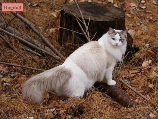 The Various Types Of Cat Breeds