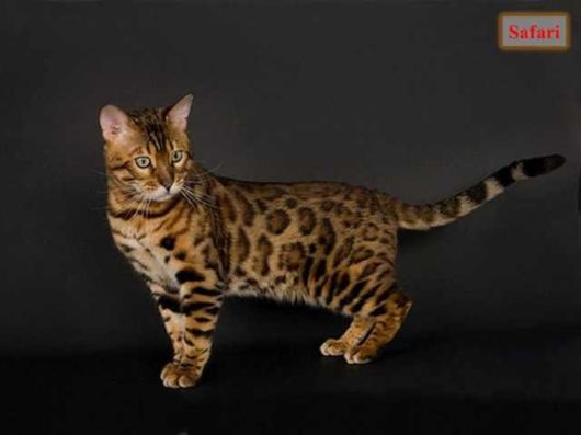 The Various Types Of Cat Breeds