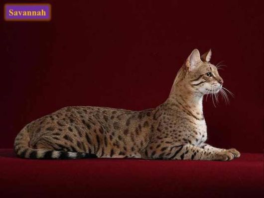 The Various Types Of Cat Breeds