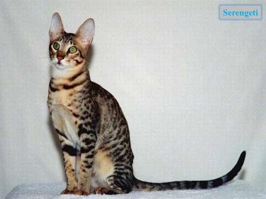 The Various Types Of Cat Breeds