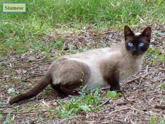 The Various Types Of Cat Breeds