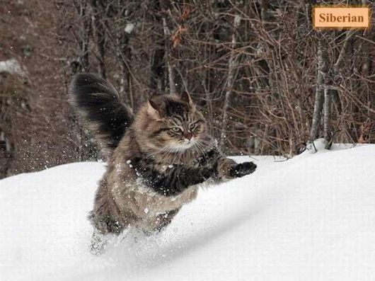 The Various Types Of Cat Breeds