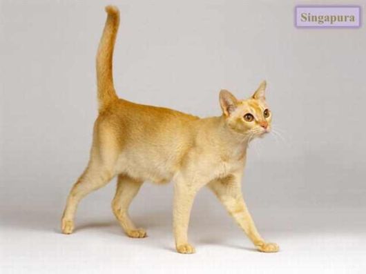 The Various Types Of Cat Breeds