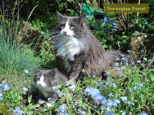 The Various Types Of Cat Breeds