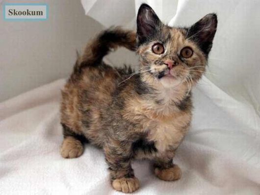 The Various Types Of Cat Breeds