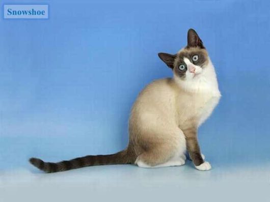 The Various Types Of Cat Breeds