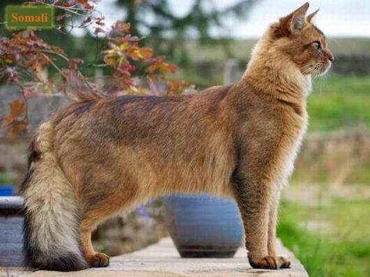 The Various Types Of Cat Breeds