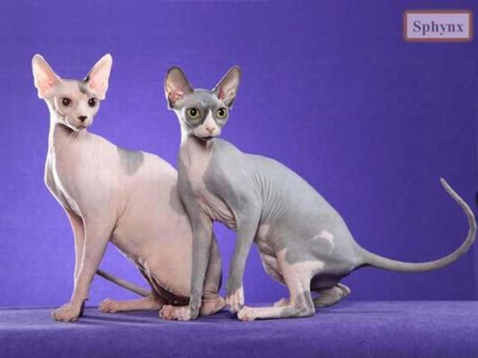 The Various Types Of Cat Breeds