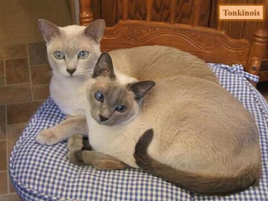 The Various Types Of Cat Breeds